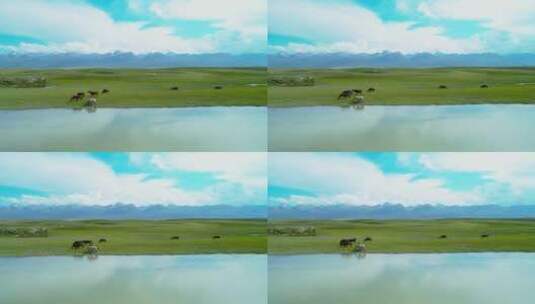 美丽草原上蓝天白云下一群马在河边悠闲吃草高清在线视频素材下载