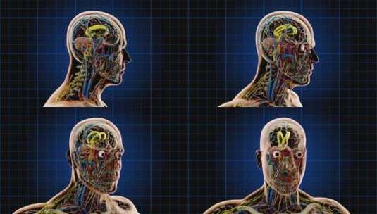 人体上肢 剖析图高清在线视频素材下载