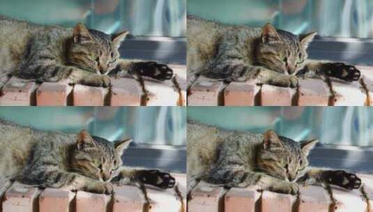 小猫趴在窗台睡觉高清在线视频素材下载