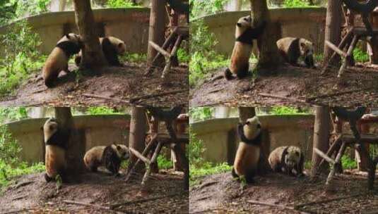 四川成都动物园内打闹的熊猫高清在线视频素材下载