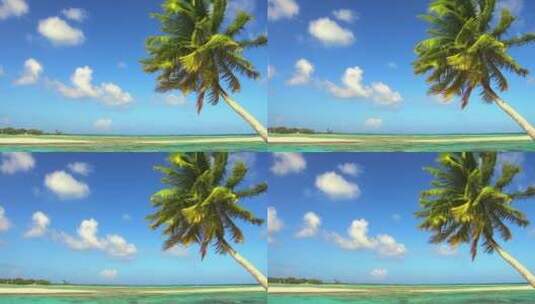 唯美自然风光椰子树高清在线视频素材下载