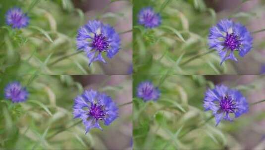 蓝紫色小花在风中摆动高清在线视频素材下载