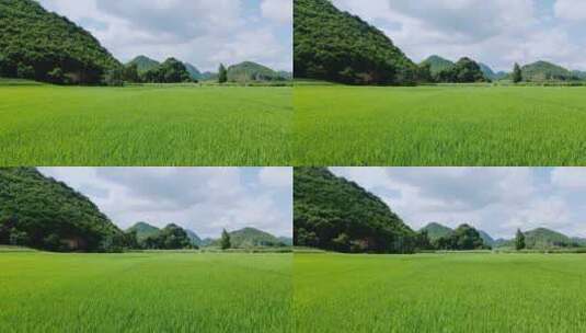 夏日生长茂盛的水稻田航拍高清在线视频素材下载
