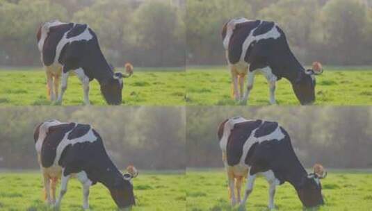 奶牛在草原上吃草特写镜头高清在线视频素材下载