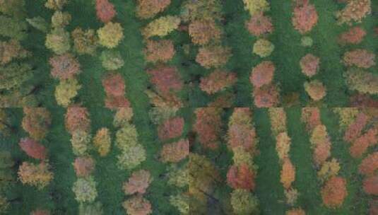 五彩斑斓的森林高清在线视频素材下载
