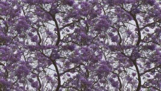 盛开着紫色花的树木高清在线视频素材下载
