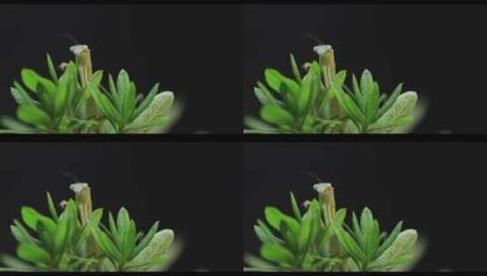 树叶上的绿螳螂白天特写高清在线视频素材下载