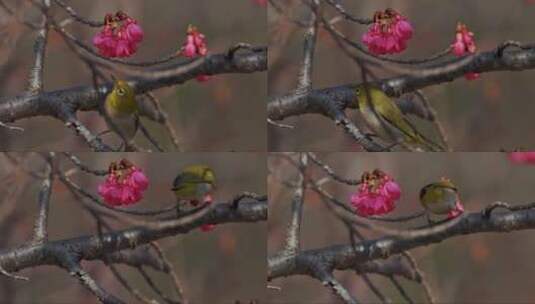 日本白眼鸟在枝头啄花朵高清在线视频素材下载