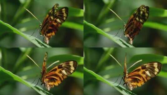 美丽的蝴蝶站在树叶上高清在线视频素材下载