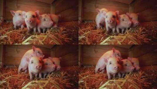 可爱小猪高清在线视频素材下载
