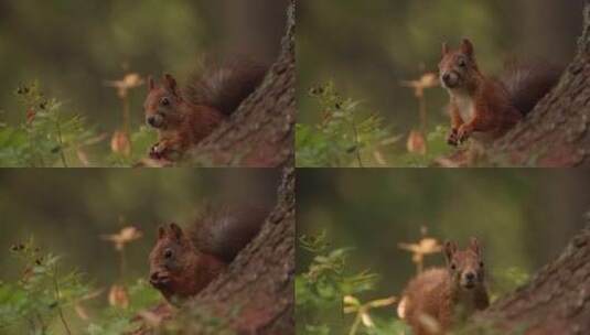 松鼠秋季森林黄叶中玩耍觅食高清在线视频素材下载