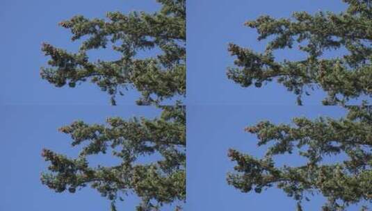蓝天下的冷杉树枝特写高清在线视频素材下载
