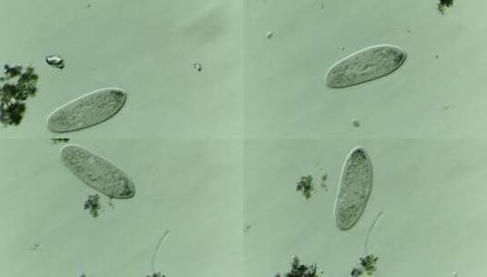 显微镜下的草履虫 放大200倍高清在线视频素材下载