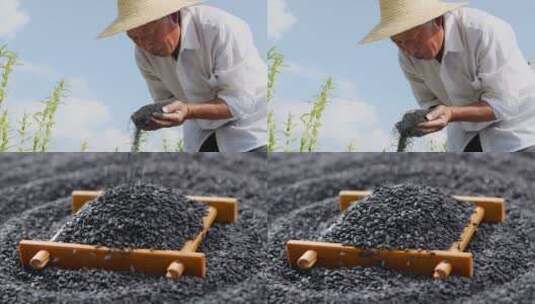 芝麻种植基地高清在线视频素材下载