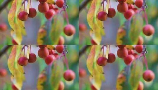秋天的果实高清在线视频素材下载