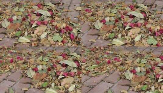 秋季阴天清晨街道上落满的枯树叶高清实拍高清在线视频素材下载