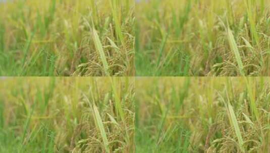 成熟的稻苗高清在线视频素材下载