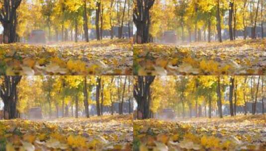 秋天季节下铺满金黄落叶的林荫小道高清在线视频素材下载