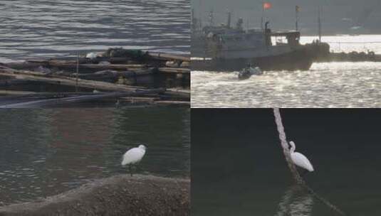 白鹭渔船高清在线视频素材下载