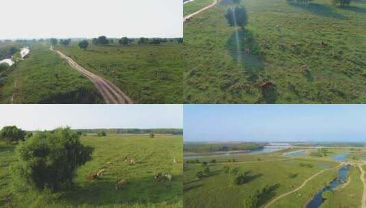 辽河 湿地 水库 牧场 放牛高清在线视频素材下载