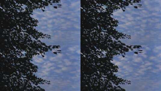 树叶剪影下的满天云朵高清在线视频素材下载