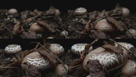 黑色背景下有机蘑菇的生长时间推移高清在线视频素材下载