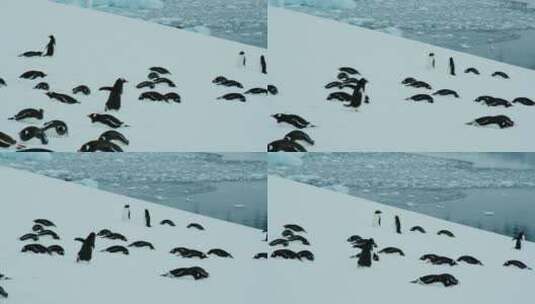 南极大陆企鹅高清在线视频素材下载