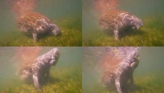 海底的水牛高清在线视频素材下载