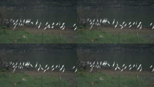 湖边的白鹭群高清在线视频素材下载