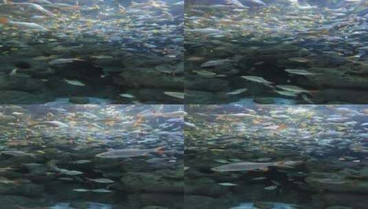 海洋馆里的各种海洋鱼类高清在线视频素材下载