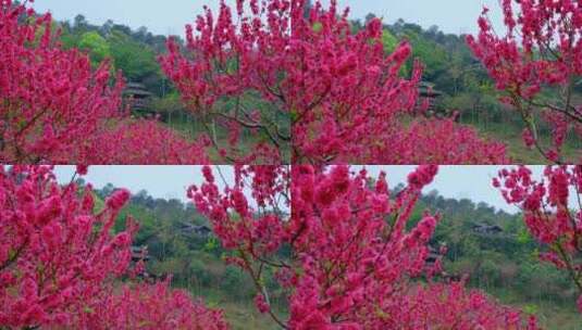 桃花林 树林 春暖花开 桃花坞 桃花园高清在线视频素材下载