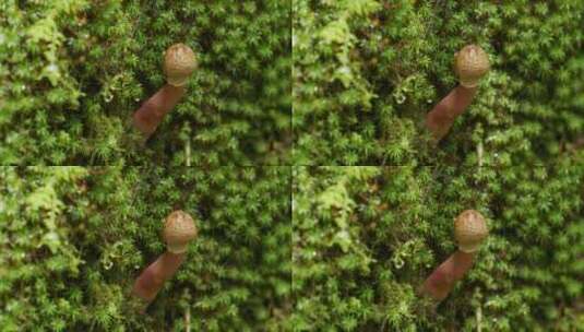 光影斑驳中的野蘑菇高清在线视频素材下载