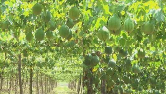 瓜蒌子种植瓜蒌产业高清在线视频素材下载