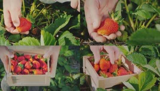 草莓种植园里摘草莓高清在线视频素材下载