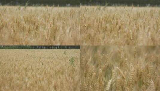 金黄色的小麦高清在线视频素材下载