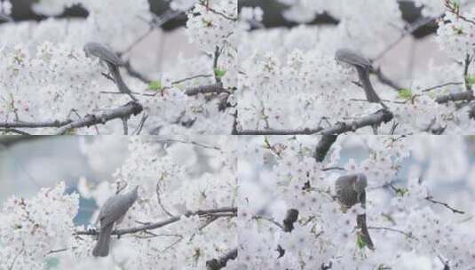 武汉樱花花开花瓣飘落樱花爱情春天日本樱花高清在线视频素材下载