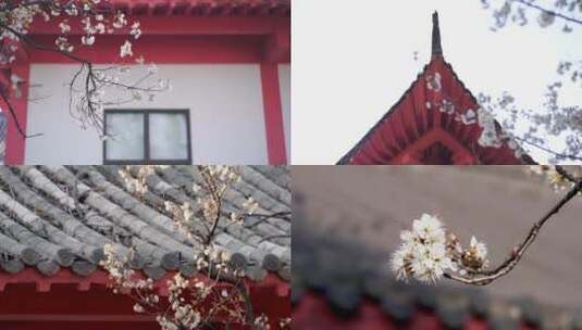 樱花花朵古风建筑园林意境高清在线视频素材下载