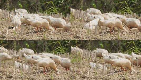 农村散养鸭子在田野觅食高清在线视频素材下载
