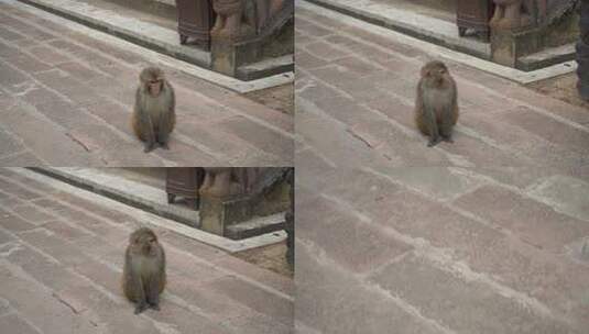 一只猴子高清在线视频素材下载