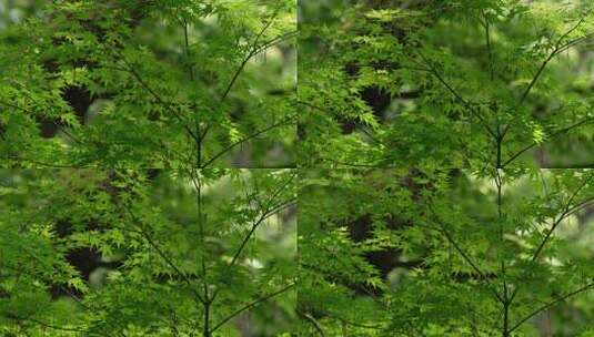 杭州虎跑 被风吹动的绿色枫树叶高清在线视频素材下载