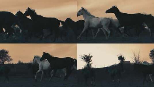 牧场上奔跑的野马高清在线视频素材下载