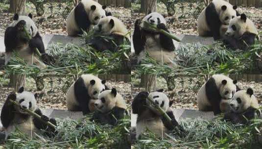 三只吃竹叶的大熊猫高清在线视频素材下载