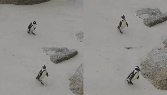 企鹅 小企鹅 生态 海洋高清在线视频素材下载