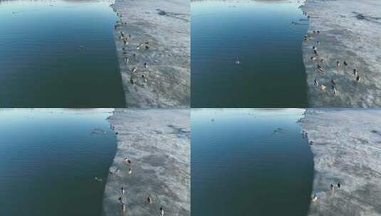 春天候鸟归来湖水中冰岸上的野鸭子绿头鸭高清在线视频素材下载