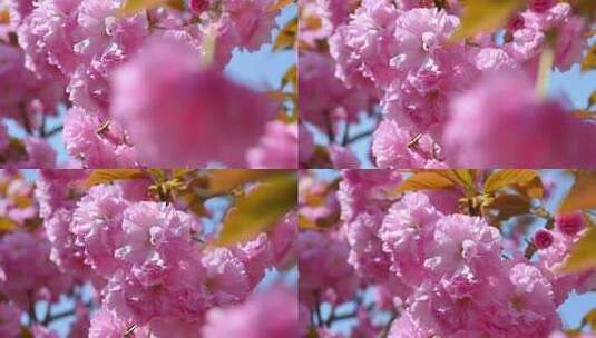 春天盛开的粉红樱花晚樱和蓝色的天空慢镜头高清在线视频素材下载