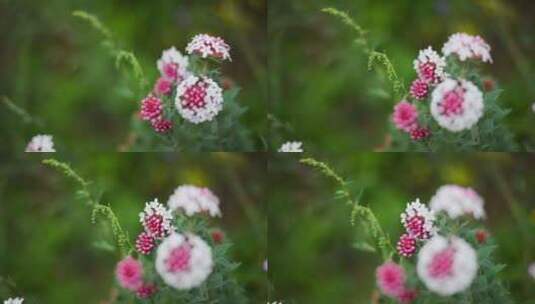 草原野花特写高清在线视频素材下载