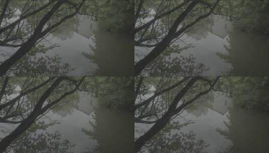 中国南方水乡森林湿地池塘湖泊夏季树木倒影高清在线视频素材下载