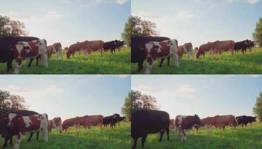 牛群吃草视频高清在线视频素材下载