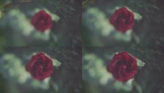 单红玫瑰变焦软焦点视频高清在线视频素材下载