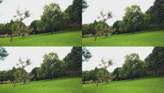 公园草地绿树林高清在线视频素材下载